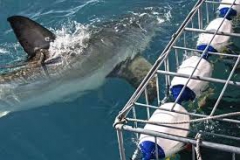 Great White Sharks swimming close to the boat